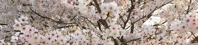 Emiサン's header image