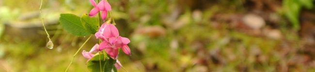 佐保（さほ）'s header image