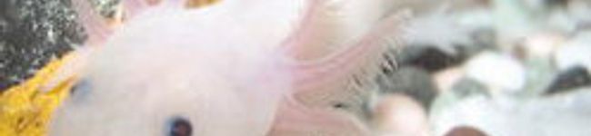 HiLoトロン's header image
