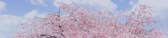 生活力皆無's header image