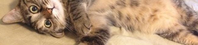 funkygumbo's header image