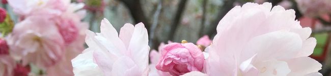 blacklily's header image