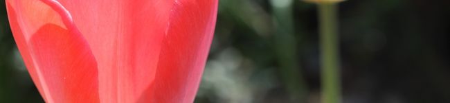 nachuko's header image