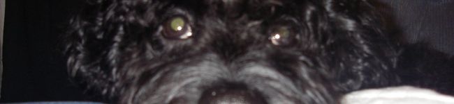 ayumoa's header image