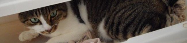 tomjelly's header image