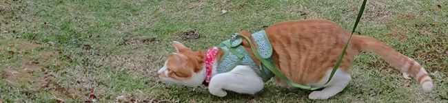 ภาพปกโพรไฟล์ของ みなあゆママ