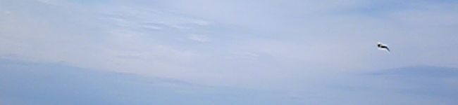 食パンダ's header image
