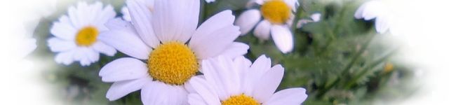 でこちゅ's header image