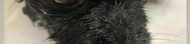 Mikameko's header image