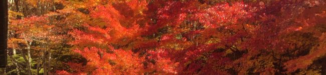 鳥飼い姐さん's header image