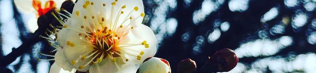 necoxneco's header image