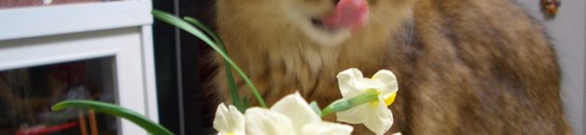 茶碗蒸し猫ちゃん's header image