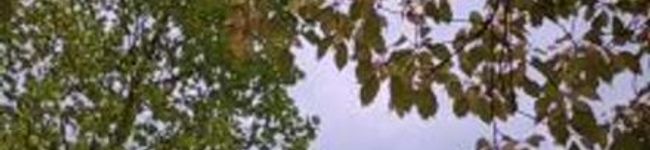 chichiママ's header image