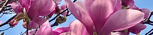 たまるのお食事処's header image