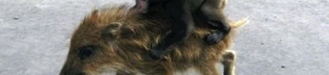 yumihimito's header image