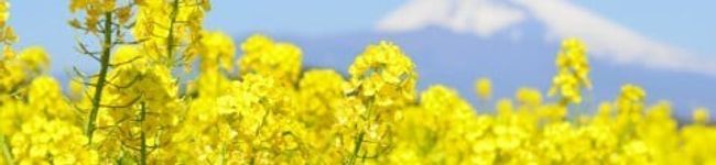 菜の花キッチン♡'s header image