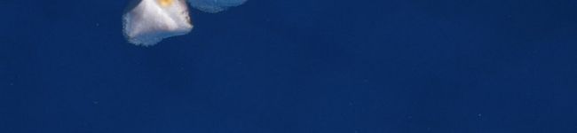 るりご's header image