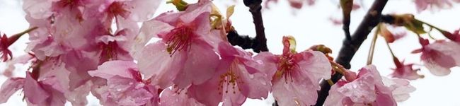 natttsumi's header image