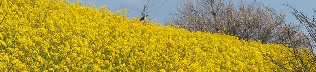 うえまこキッチン's header image