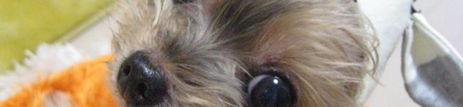 hanyajiro's header image