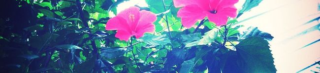 リリエ's header image