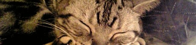 バビントン's header image