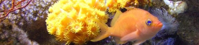 クマコ's header image