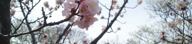 居酒屋『道』's header image