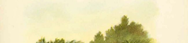 あねもね❁'s header image