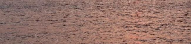 ヒルルクのさくら's header image