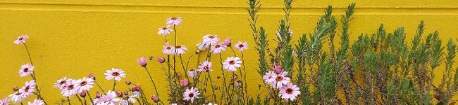 sachi_ktn's header image