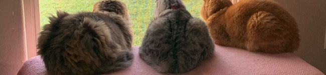 Necochans's header image
