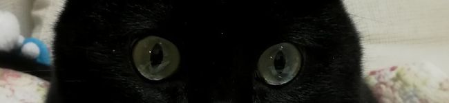 ねむりねこ03's header image
