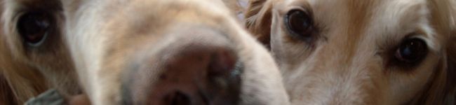 haveanap's header image