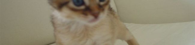 T子ママ's header image