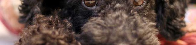 lambpatti's header image