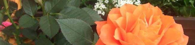 いわもん's header image