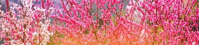 かなしゅー's header image