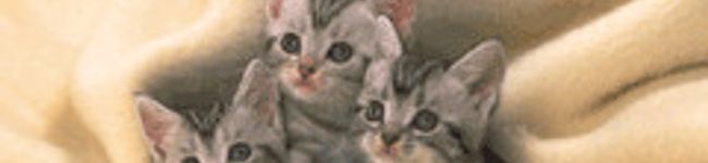 じゅっじゅ's header image