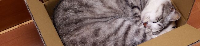 56猫's header image