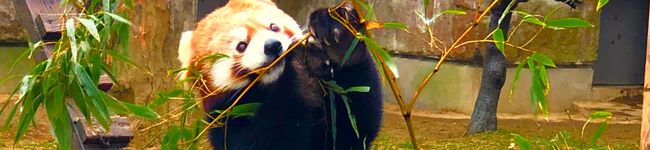 ごはん大好きマン's header image