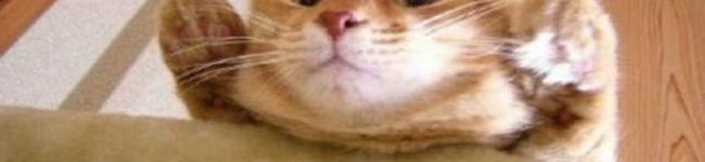 たまのおつかい's header image