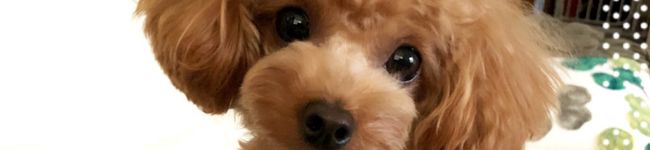 yukierest's header image