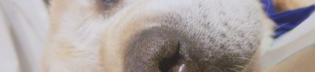 くそど素人's header image