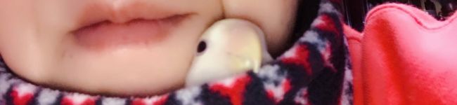 クックchaboko's header image