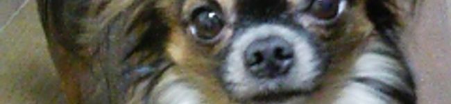 latte-orange's header image