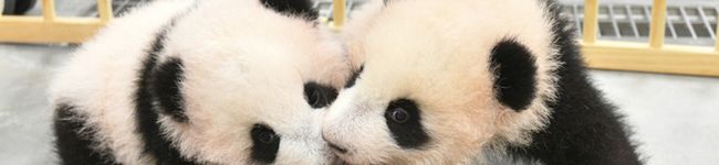 hush99's header image