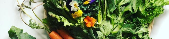 fujimeg's header image
