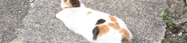 mi毛's header image