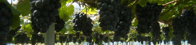 betina's header image